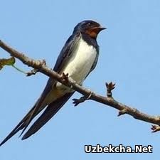 Blowjob qiz Katya fotosurati